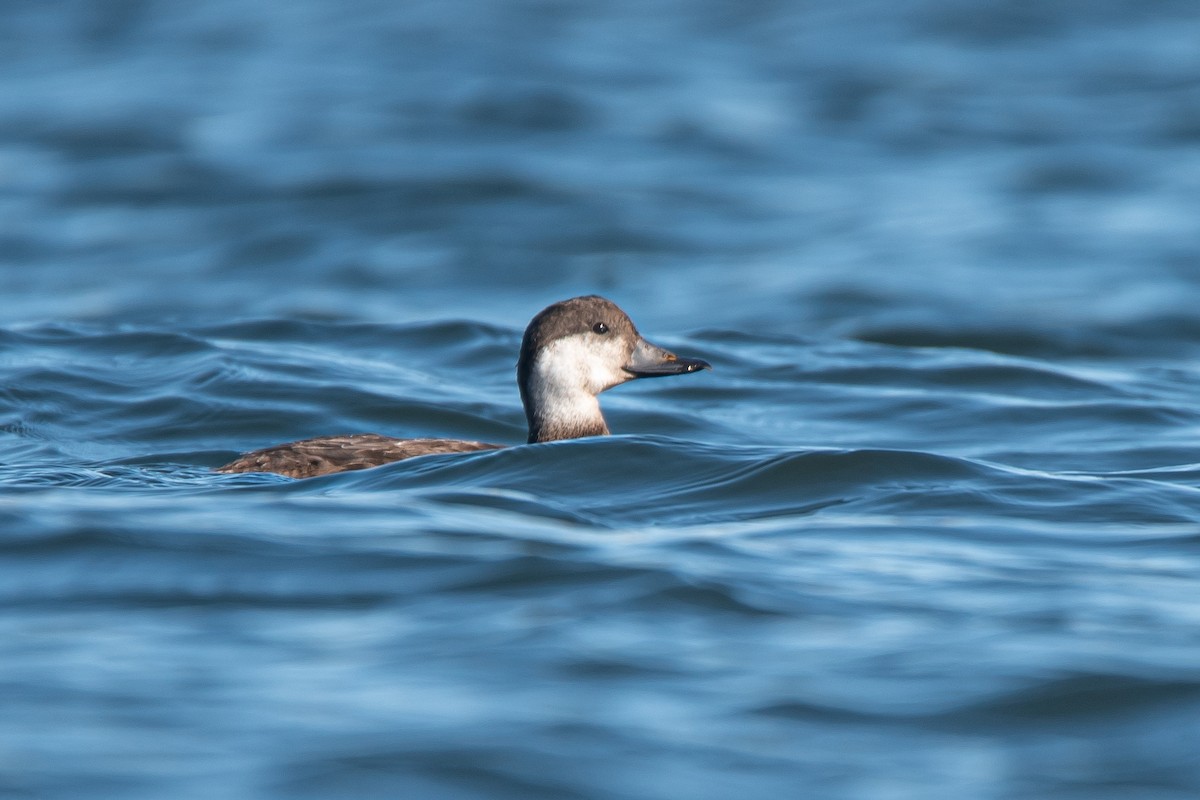 amerikasvartand - ML646333467