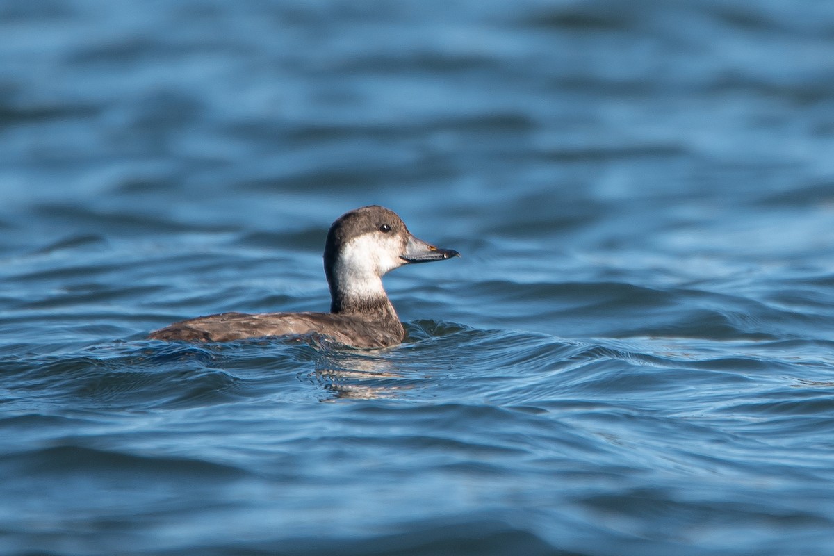 amerikasvartand - ML646333468