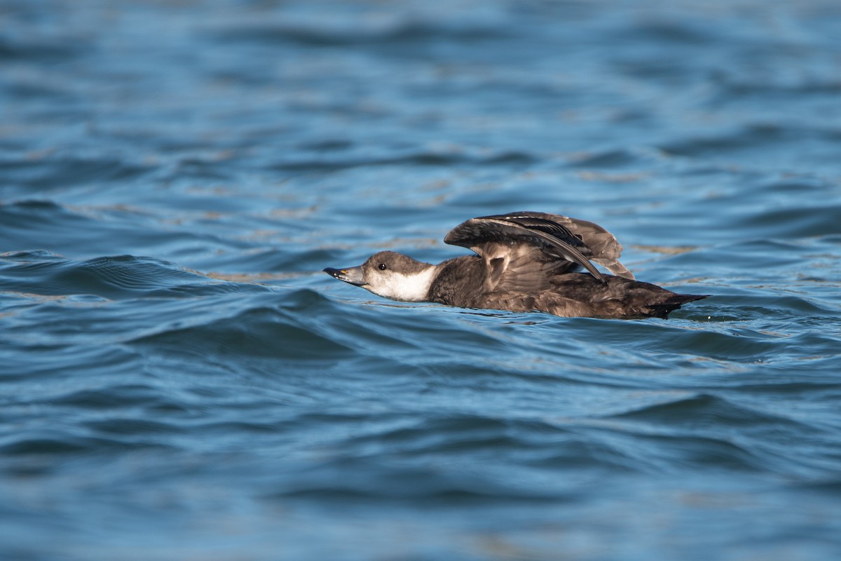 amerikasvartand - ML646333470