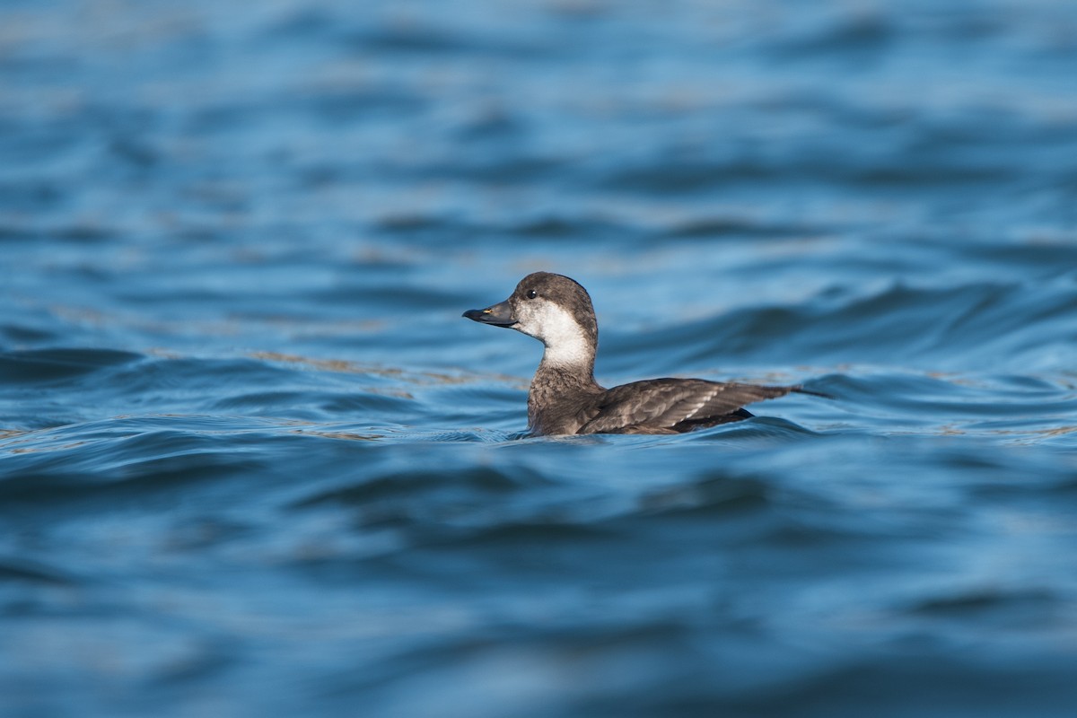 amerikasvartand - ML646333471