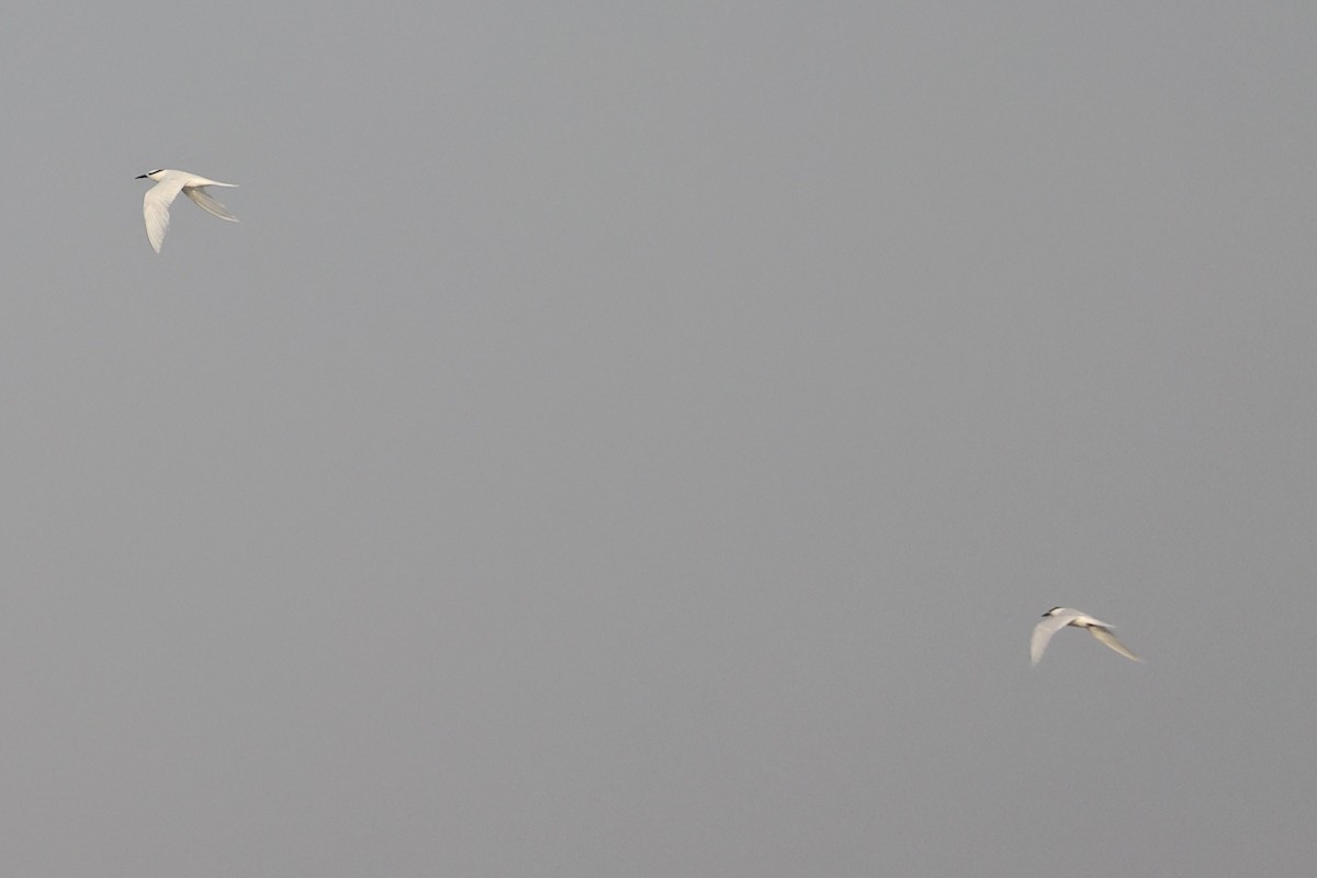 Black-naped Tern - ML646333472