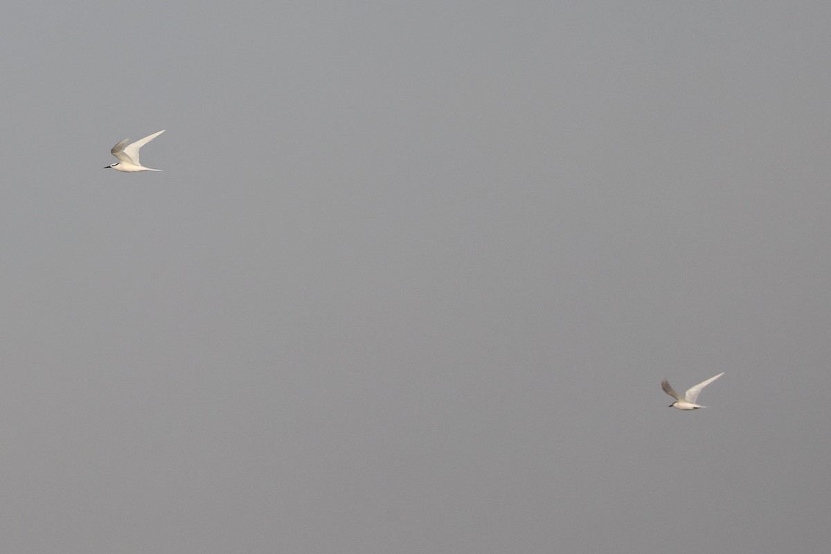 Black-naped Tern - ML646333473