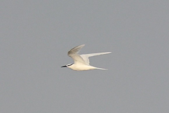 Black-naped Tern - ML646333474