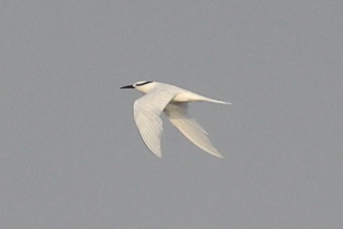 Black-naped Tern - ML646333475