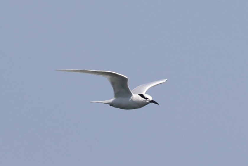 Black-naped Tern - ML646333476