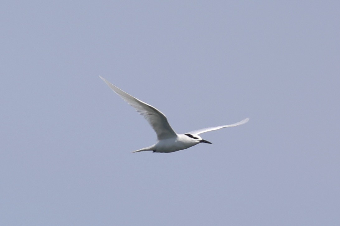 Black-naped Tern - ML646333477