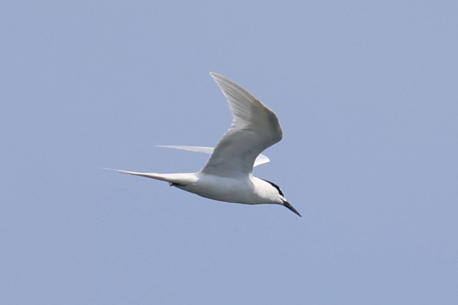 Black-naped Tern - ML646333478