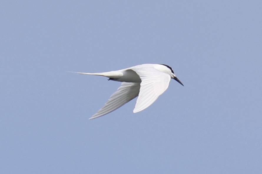 Black-naped Tern - ML646333479