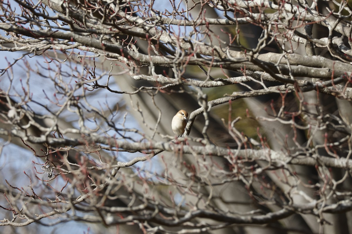 Bull-headed Shrike - ML646333485