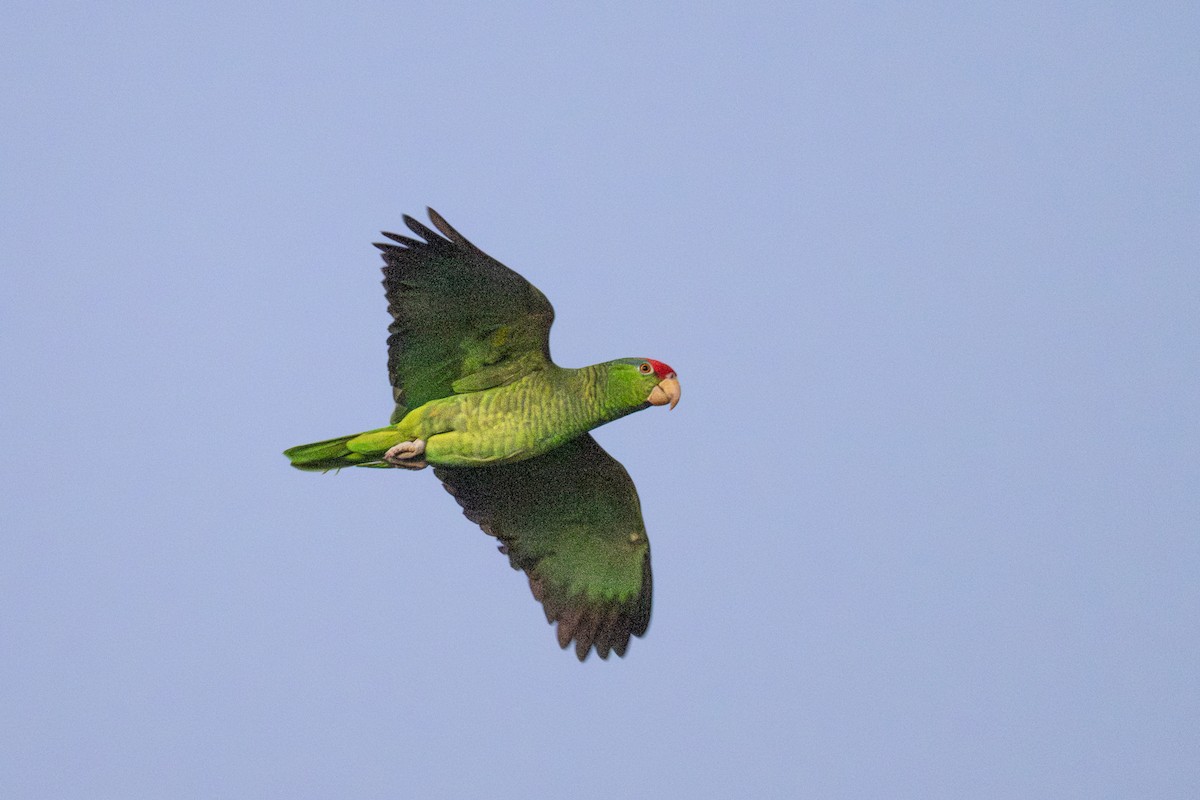 Red-crowned Amazon - ML646333491