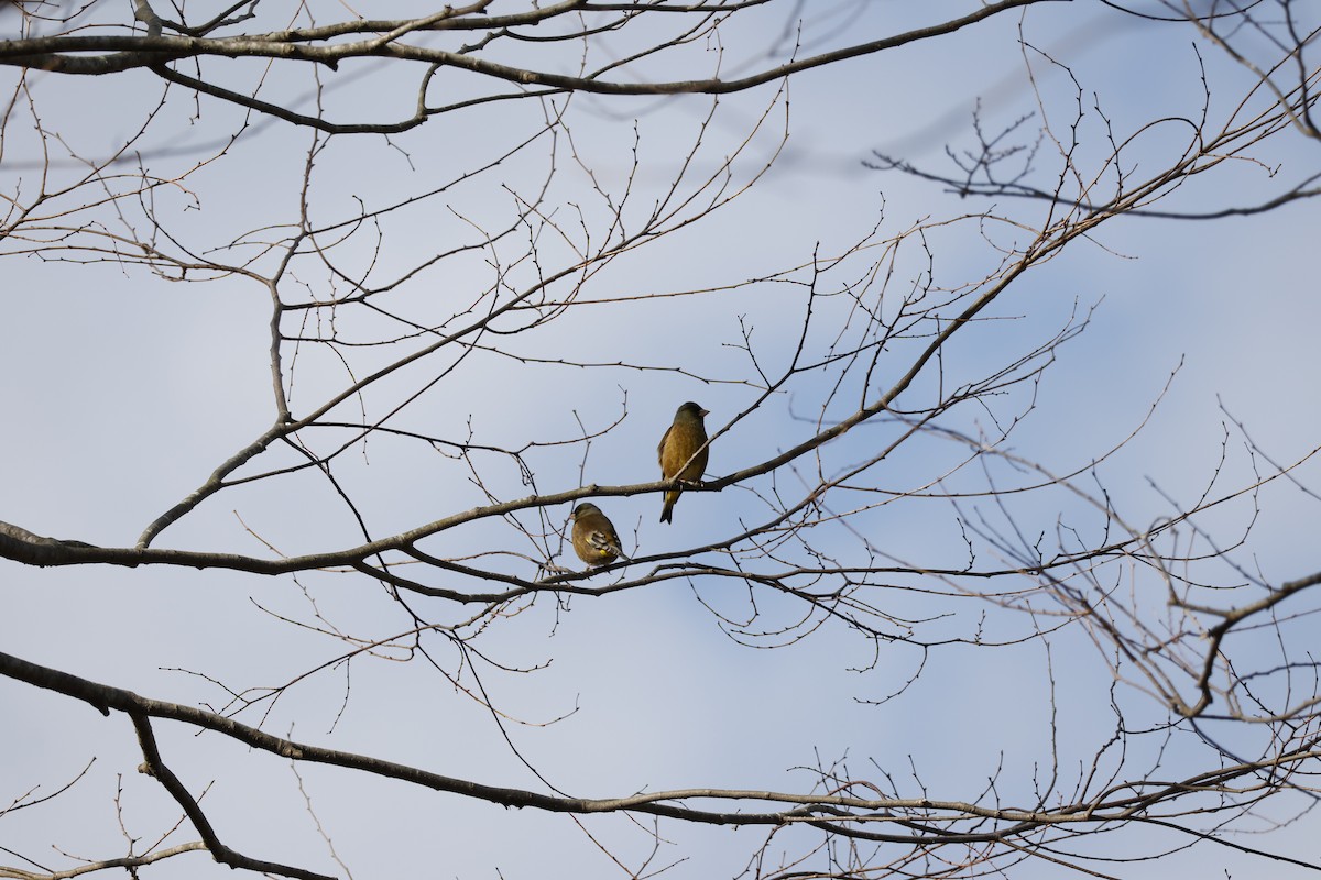 Oriental Greenfinch - ML646333494