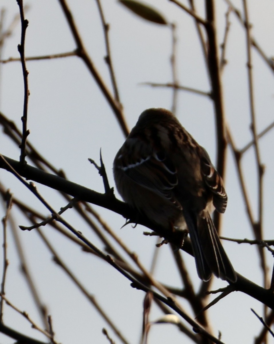 American Tree Sparrow - ML646333497
