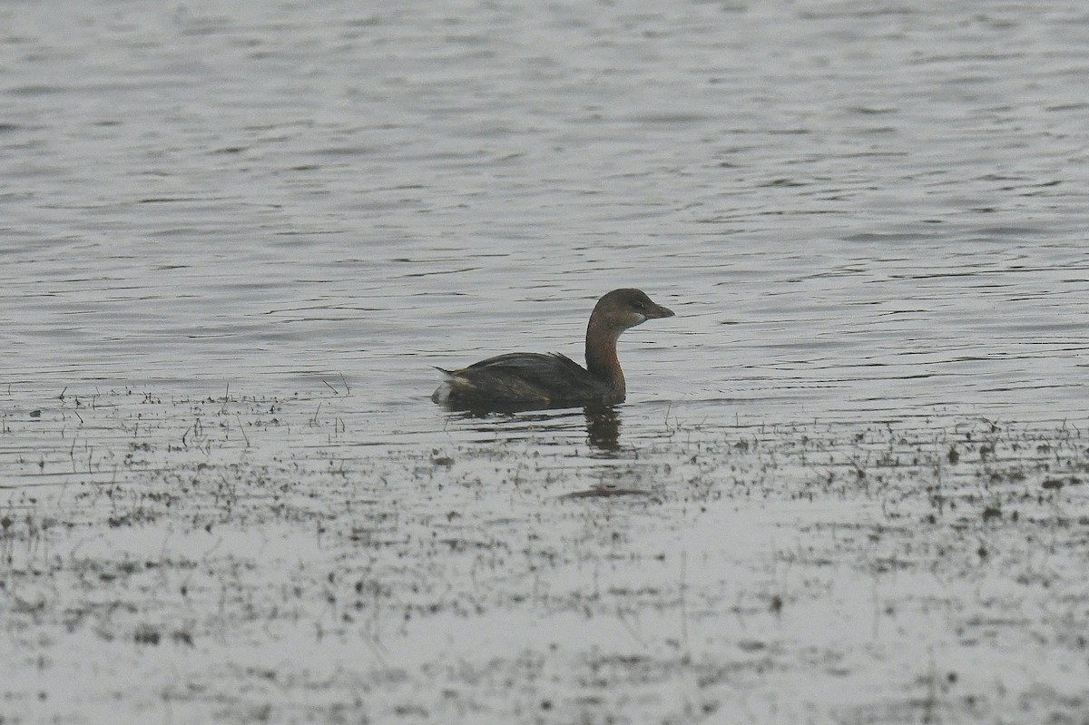 Pied-billed Grebe - ML646333499
