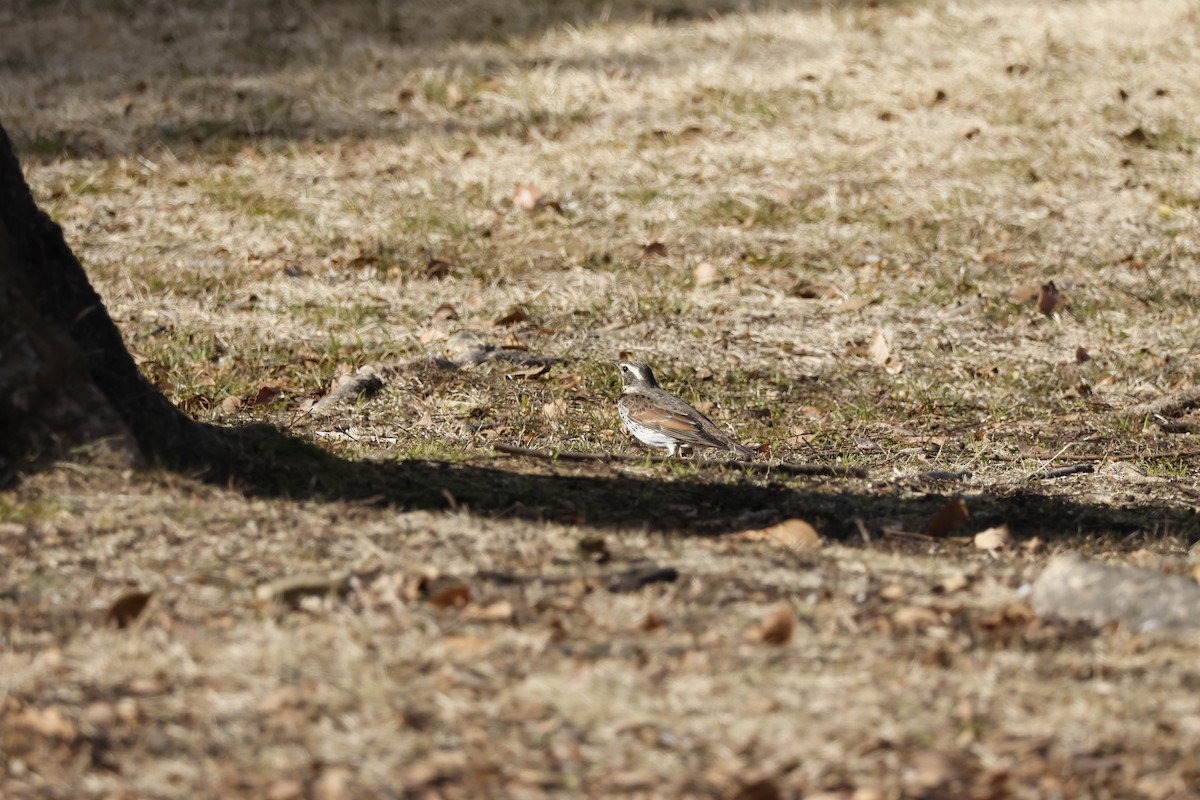 Dusky Thrush - ML646333501