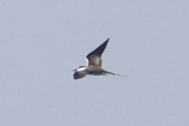 tøyleterne - ML646333504