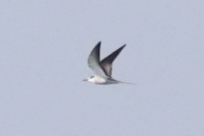 tøyleterne - ML646333507