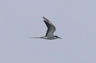 tøyleterne - ML646333509