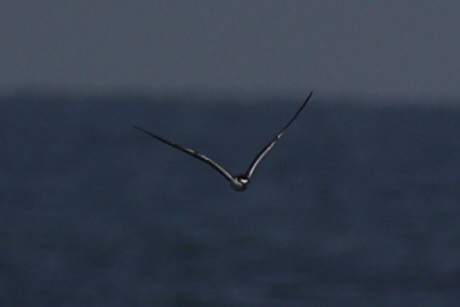 tøyleterne - ML646333514