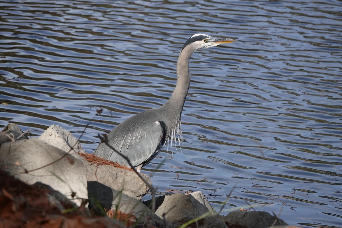 Great Blue Heron - ML646333515