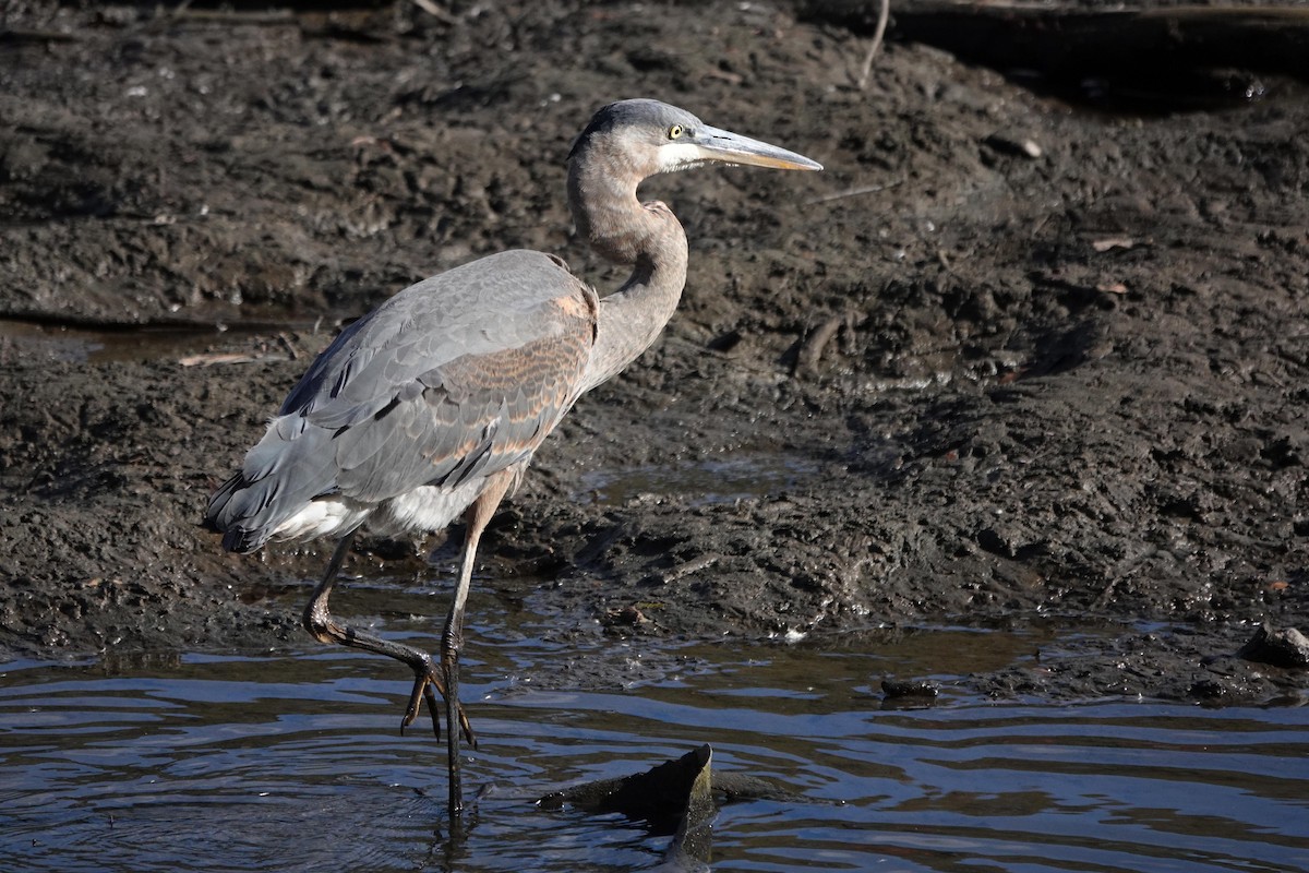Great Blue Heron - ML646333516