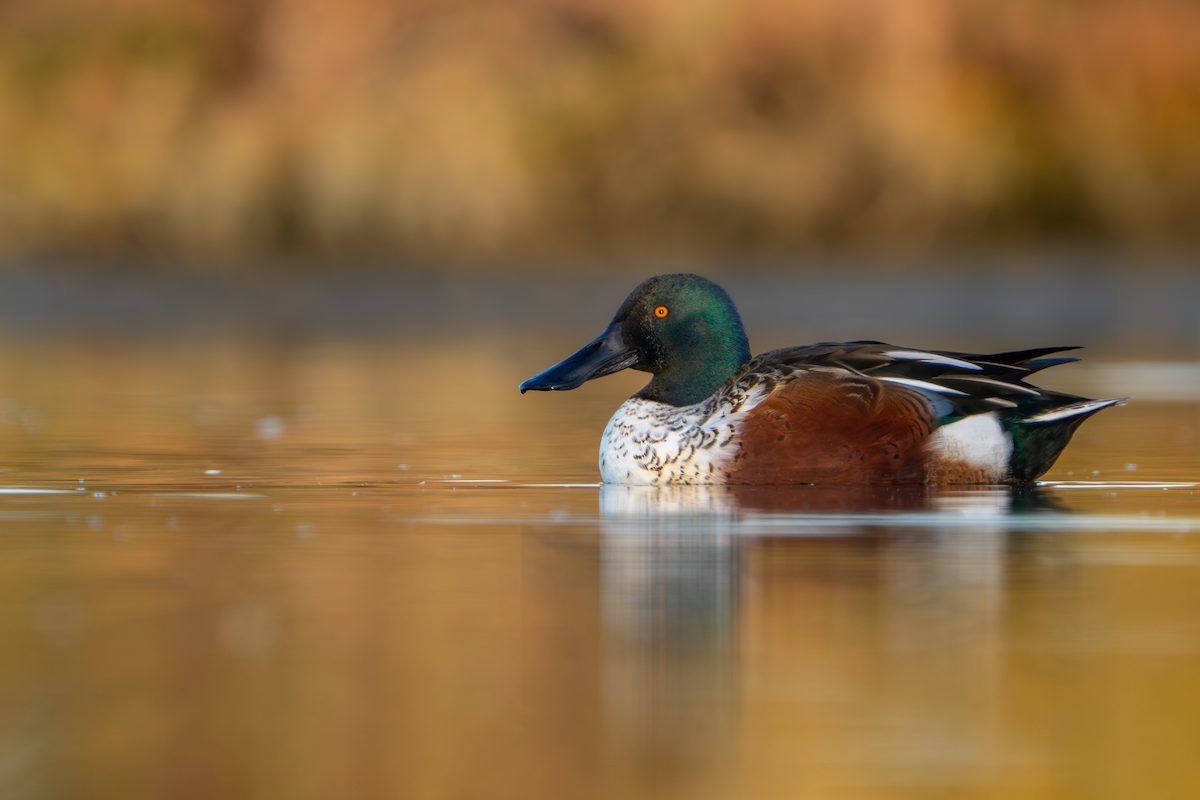 Mestolone - ML646333518