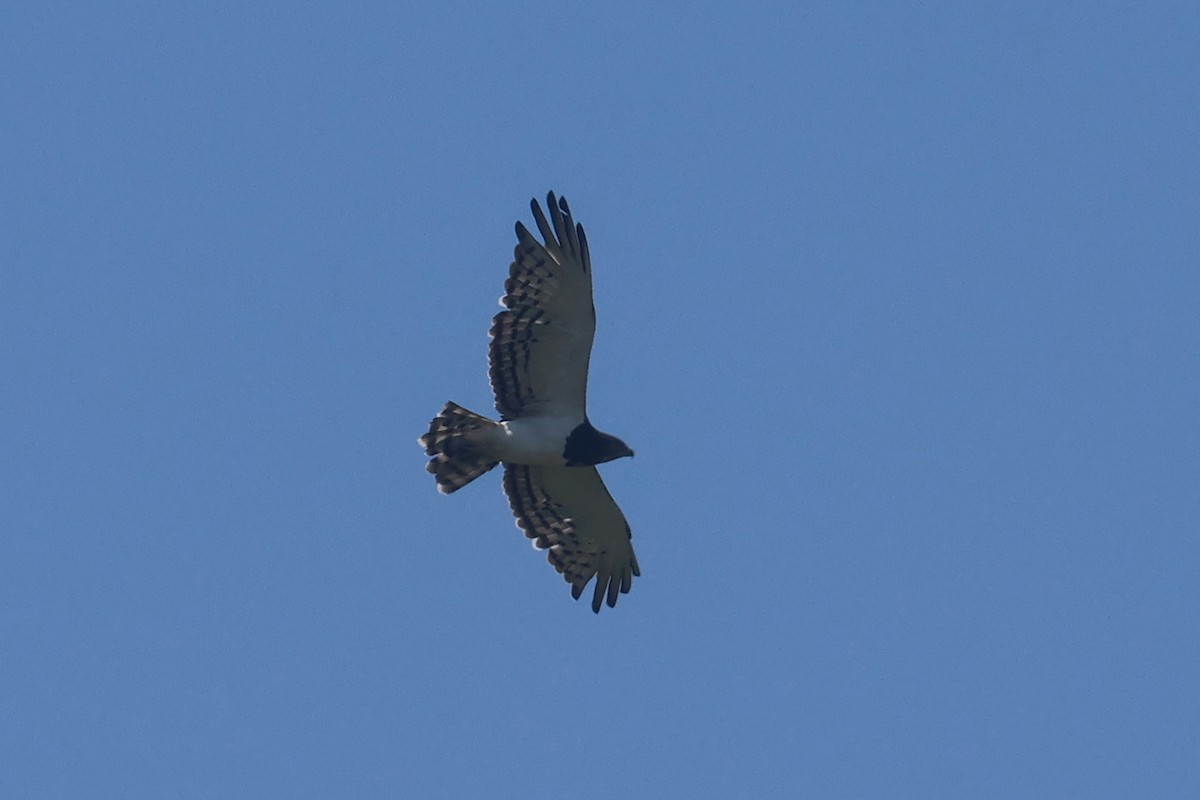 Змієїд чорноволий - ML646333519