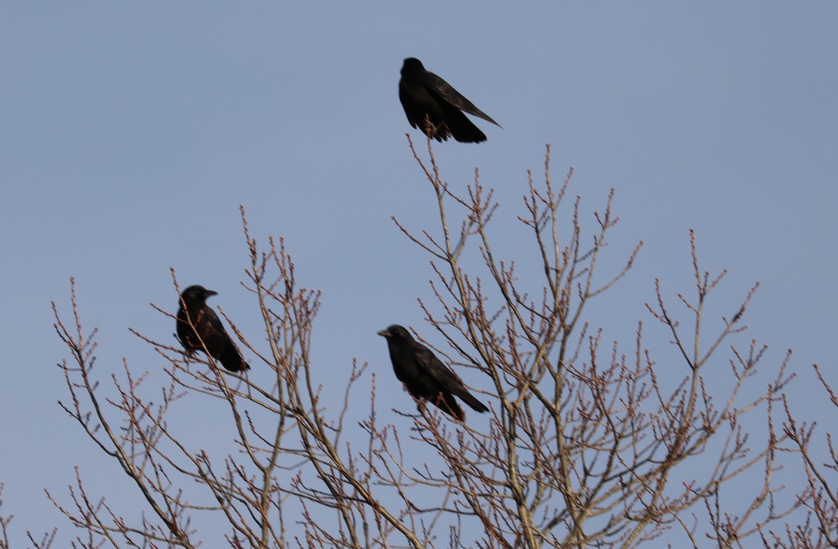 American Crow - ML646333520