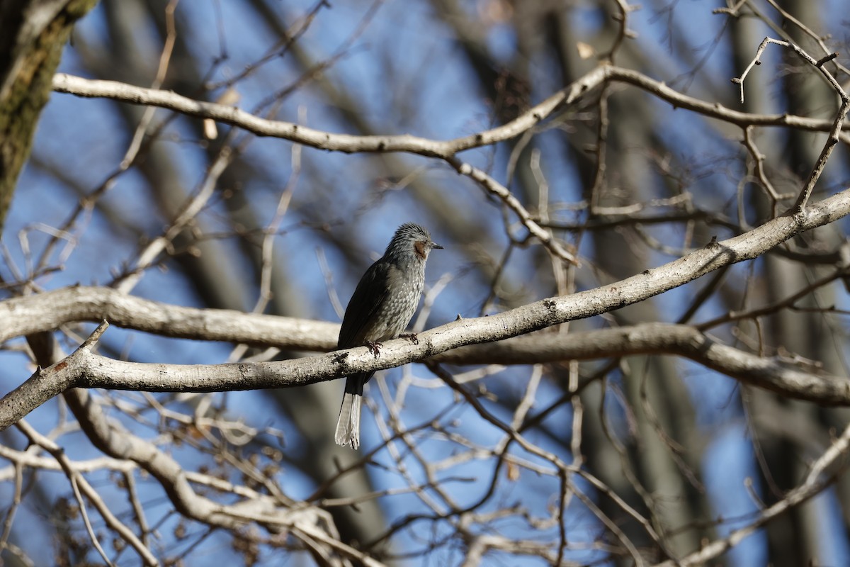 Kestane Kulaklı Arapbülbülü - ML646333521