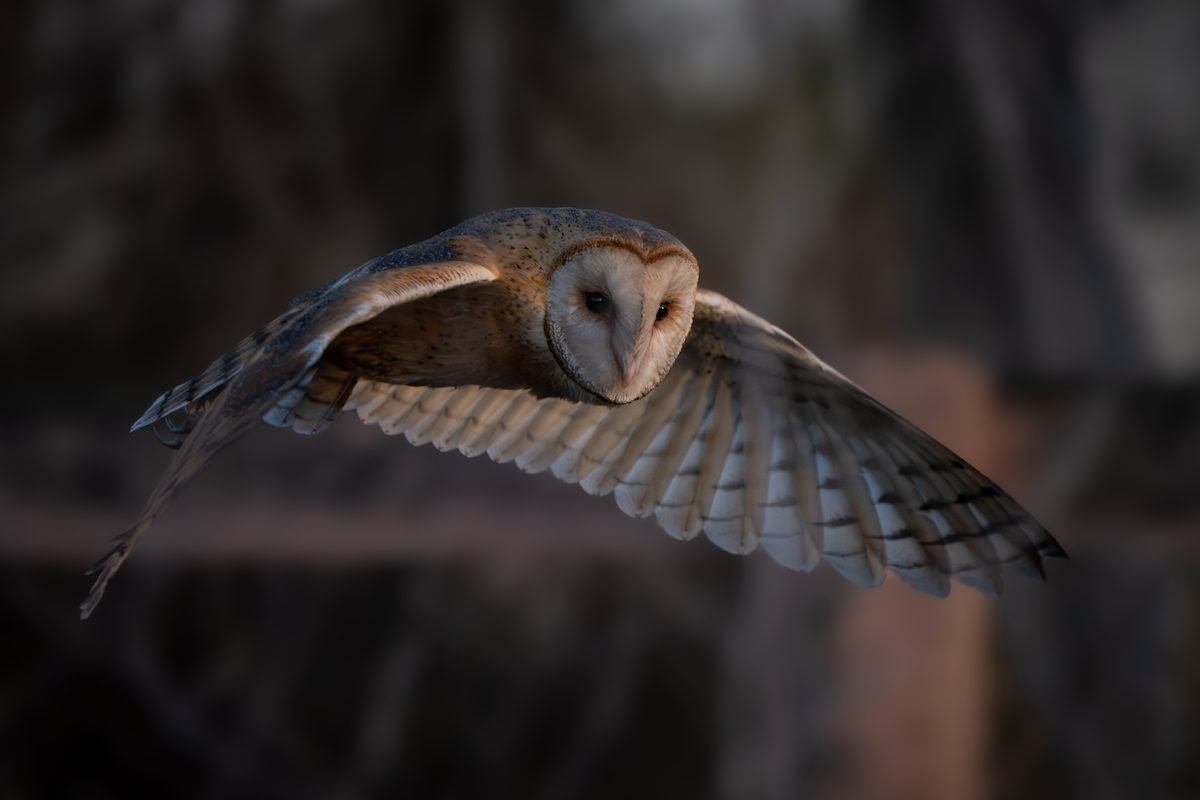 Küba Peçeli Baykuşu - ML646333523