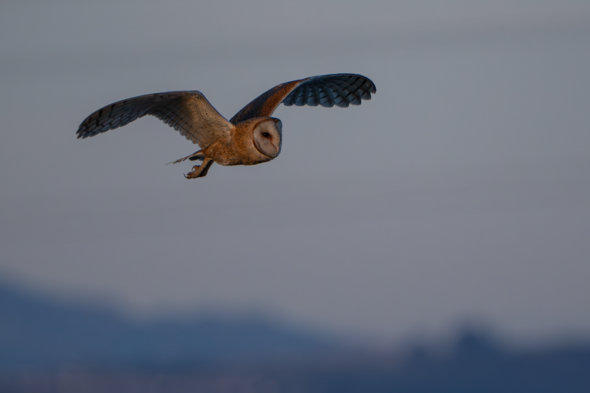 Küba Peçeli Baykuşu - ML646333524