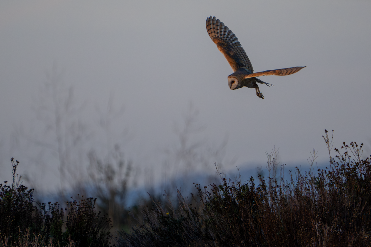 American Barn Owl - ML646333525
