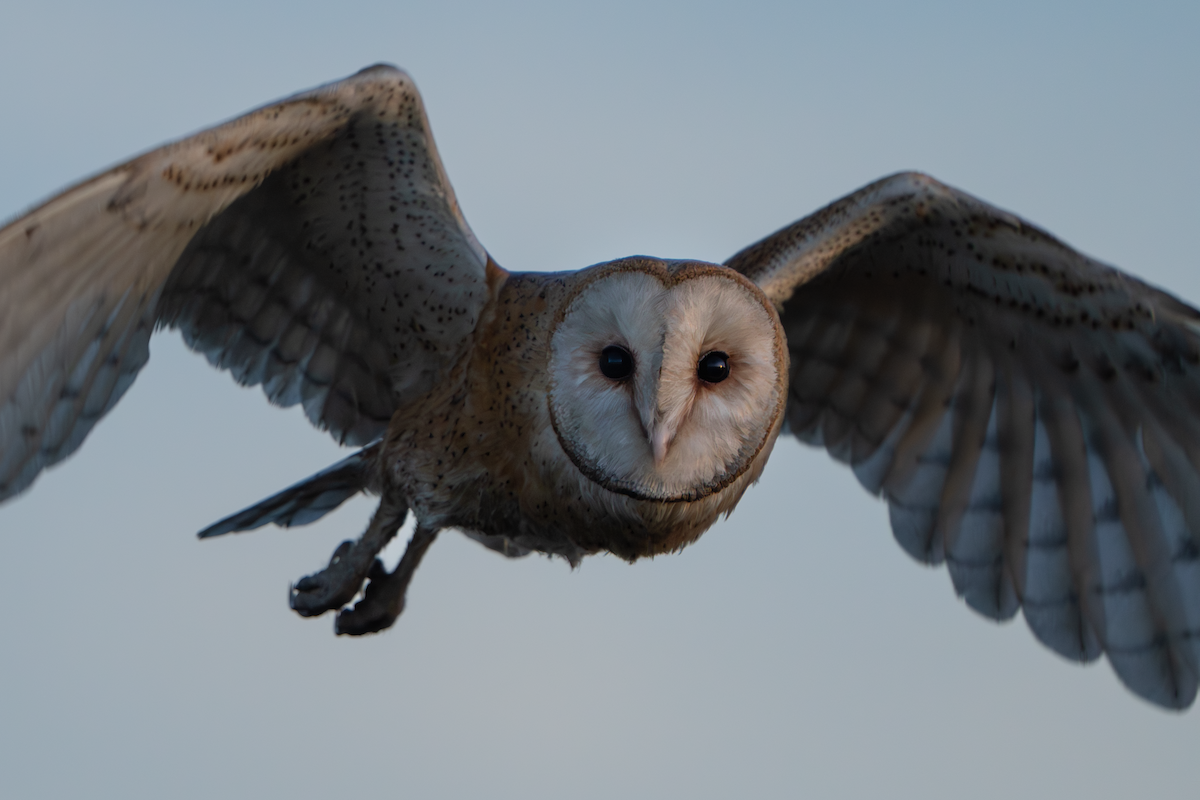 American Barn Owl - ML646333526