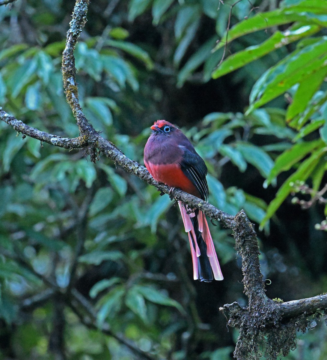 Ward's Trogon - ML646333538