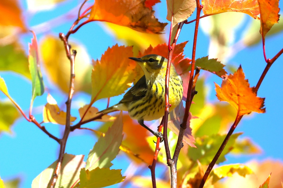 ホオアカアメリカムシクイ - ML646333539