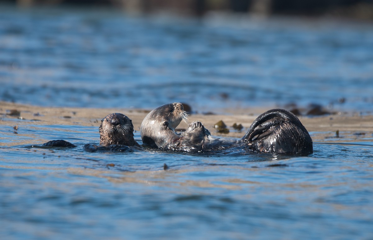 Southern Sea Otter - ML646333541