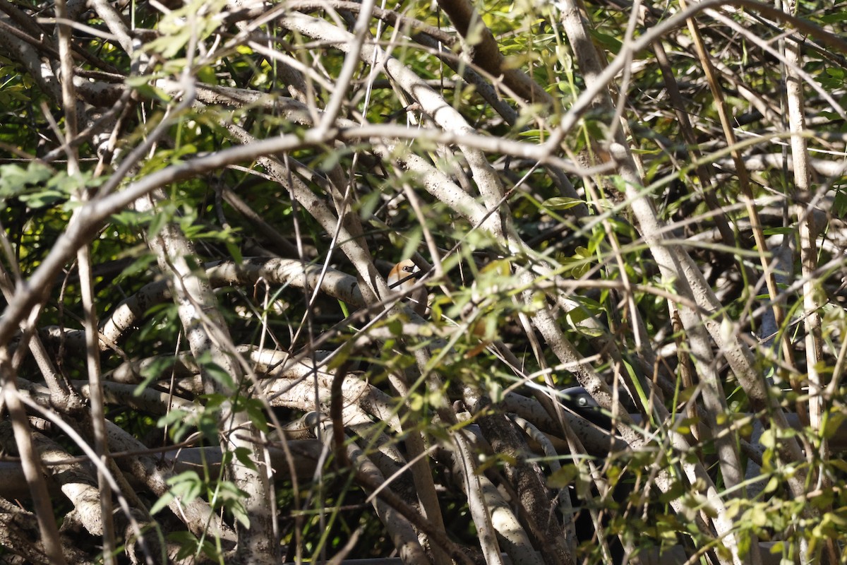 Hawfinch - ML646333544