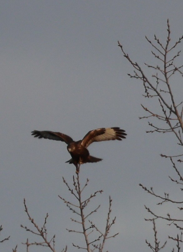 Тарлан сар - ML646333549