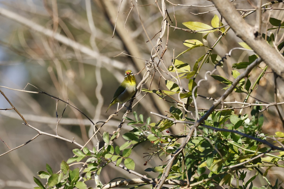 Warbling White-eye - ML646333551
