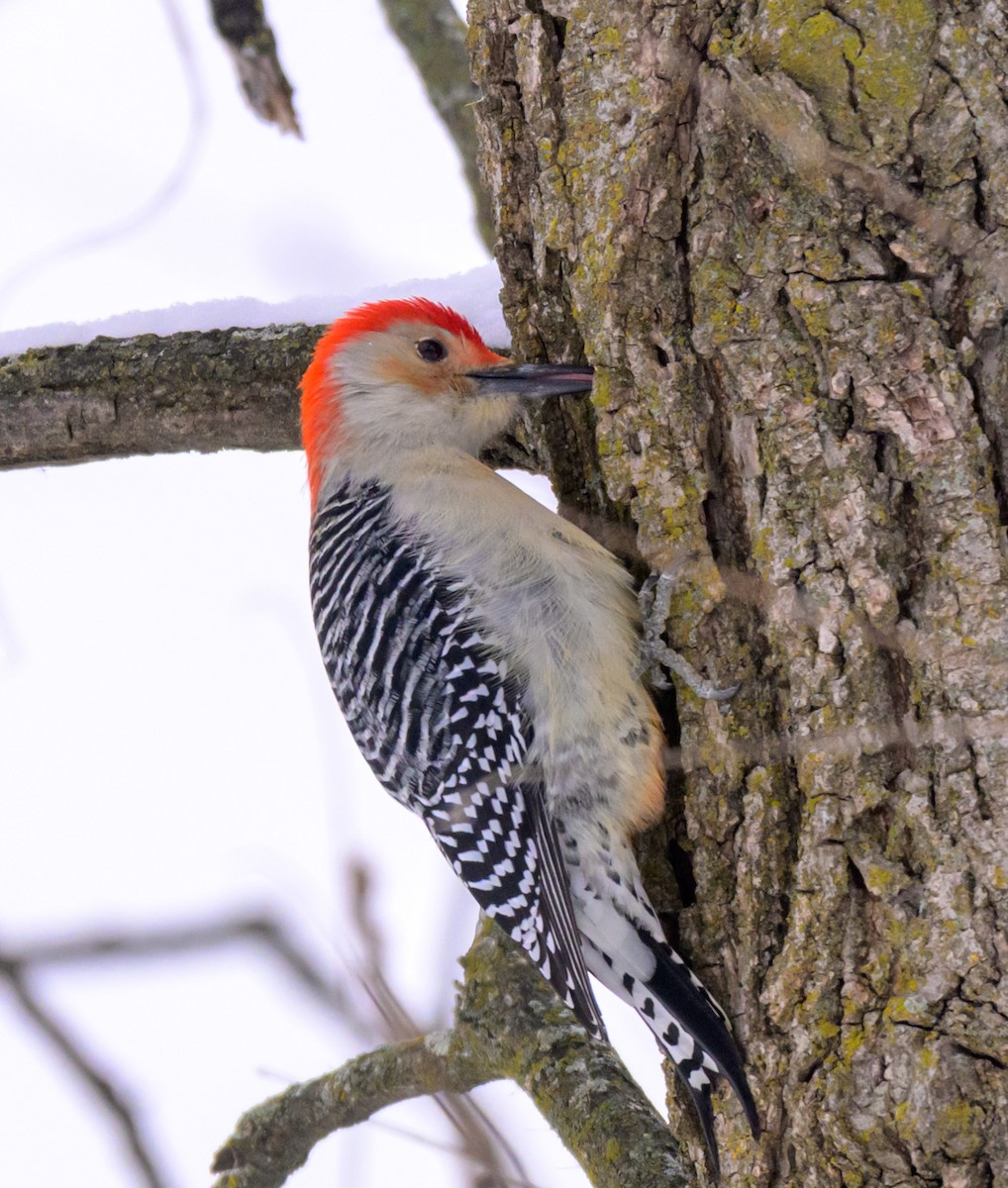 Kızılca Karınlı Ağaçkakan - ML646333552