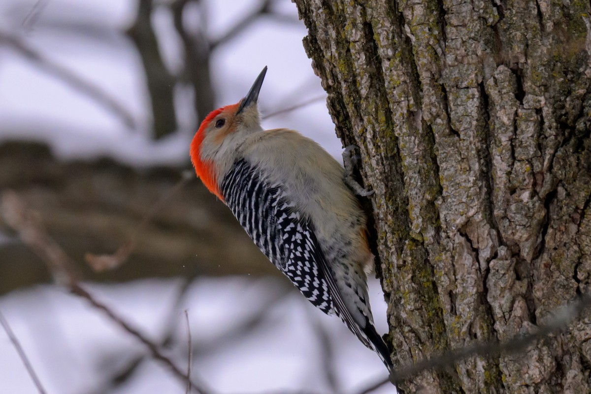 Kızılca Karınlı Ağaçkakan - ML646333553
