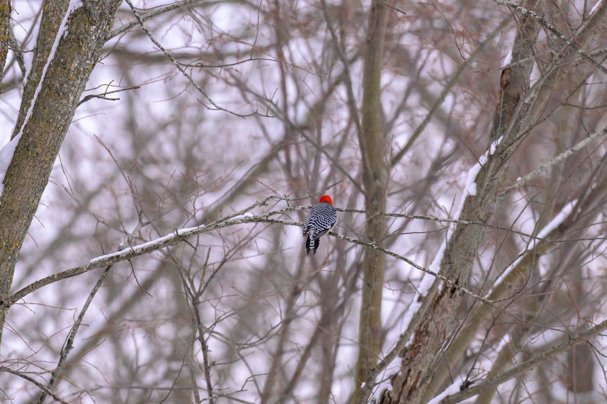 Kızılca Karınlı Ağaçkakan - ML646333554
