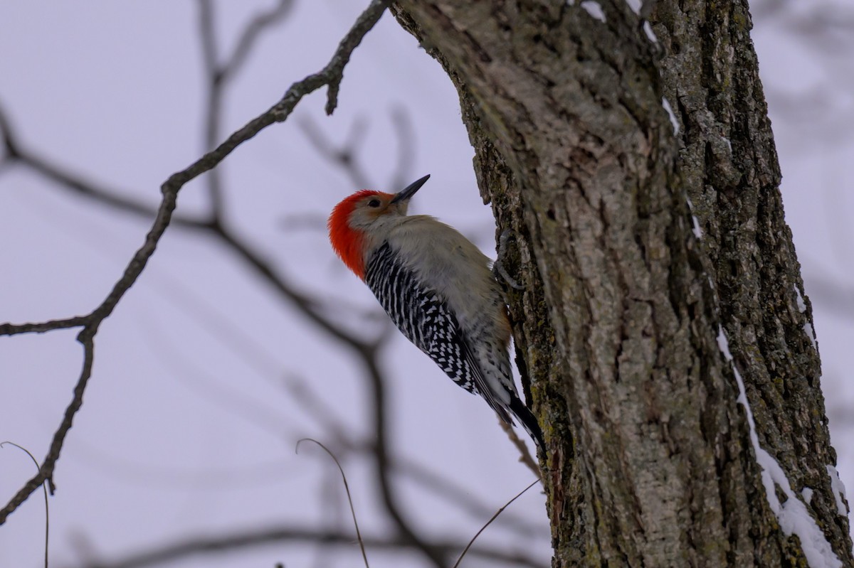 Kızılca Karınlı Ağaçkakan - ML646333555
