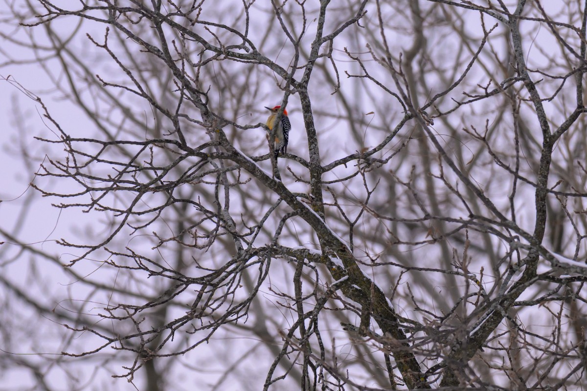 Kızılca Karınlı Ağaçkakan - ML646333556