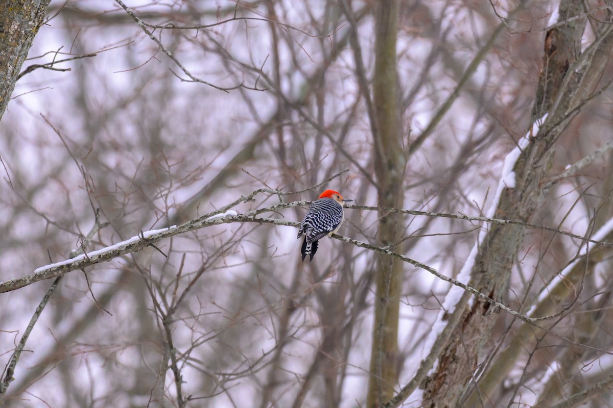 Kızılca Karınlı Ağaçkakan - ML646333557