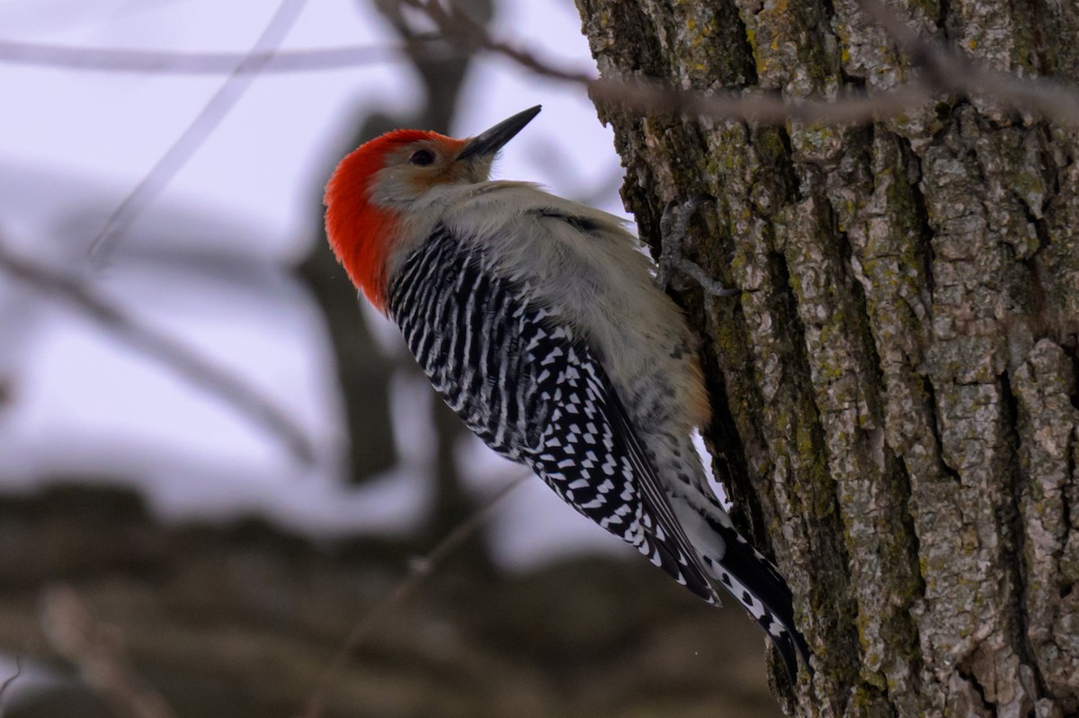 Kızılca Karınlı Ağaçkakan - ML646333558