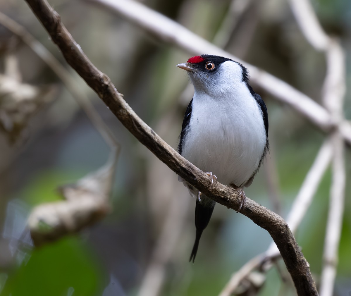 İğne Kuyruklu Manakin - ML646333559