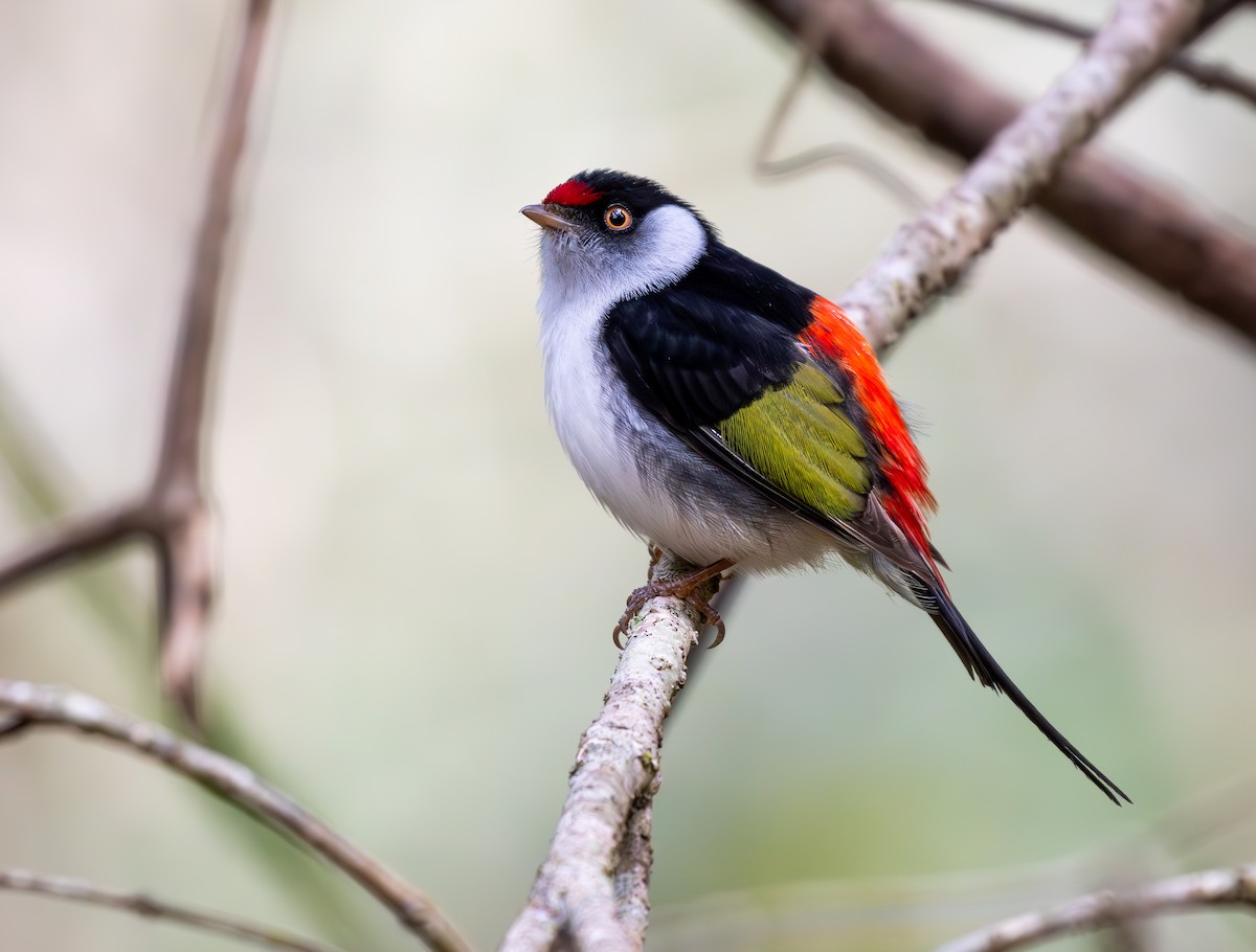 İğne Kuyruklu Manakin - ML646333560