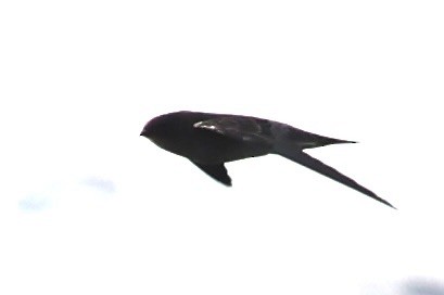 tanımsız Aerodramus sp. - ML646333561