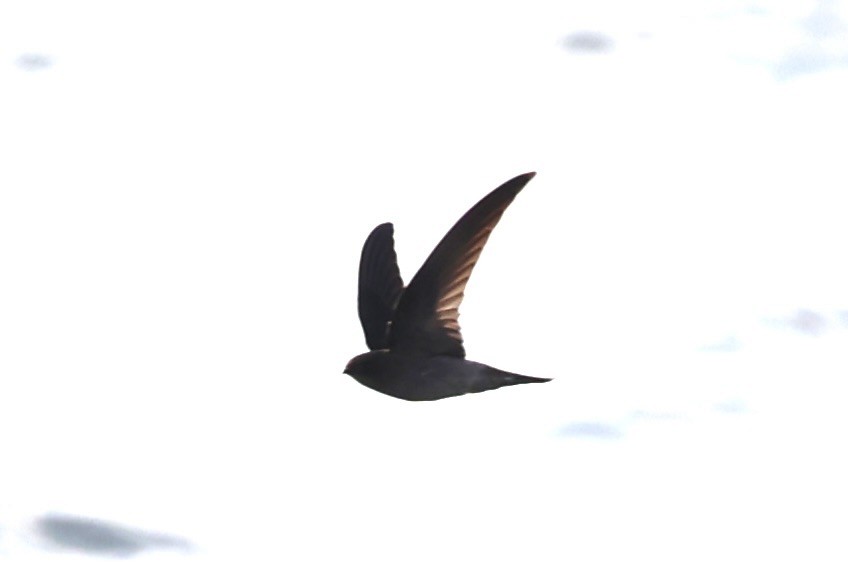 tanımsız Aerodramus sp. - ML646333562