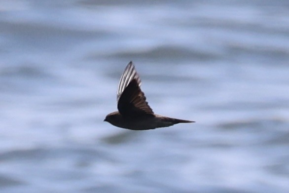 tanımsız Aerodramus sp. - ML646333563